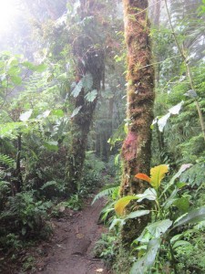 Monteverde 6  